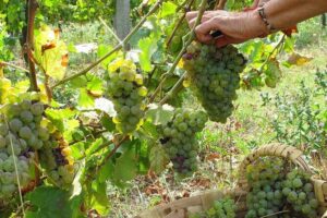 Traditional Cooking Class, Farm Tour & Lunch in the Douro Valley - Hands-on Portuguese cooking: what you learn and why it sticks