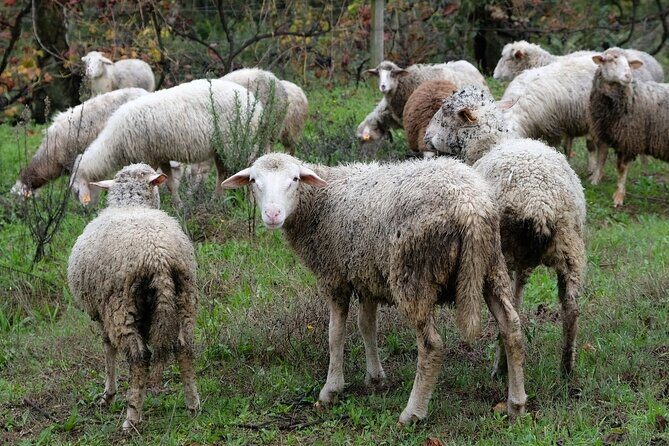 Traditional Cooking Class, Farm Tour & Lunch in the Douro Valley - Lunch at the family table: food, wine, and real conversation