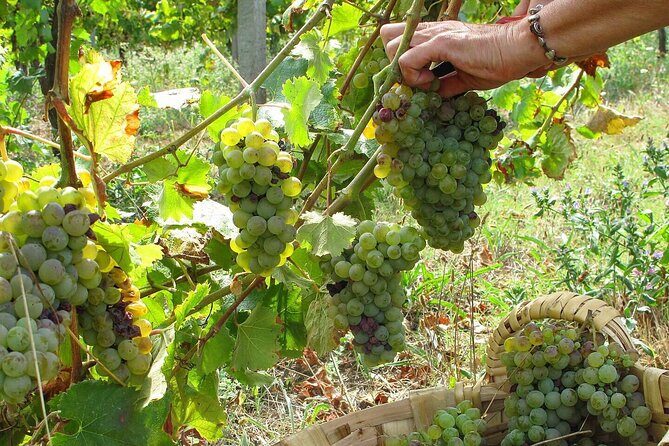 Traditional Cooking Class, Farm Tour & Lunch in the Douro Valley - Hands-on Portuguese cooking: what you learn and why it sticks