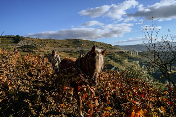 DOURO VALLEY: Lunch in a winery, tastings & 1-h private boat tour - Lunch in the Douro: what you’ll eat, including vegan and Port cake