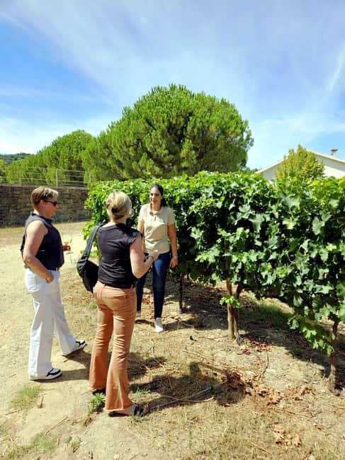 From Porto: Douro Valley 3 Vineyards Tour with Lunch - First vineyard stop: guided facilities and a tasting that makes sense