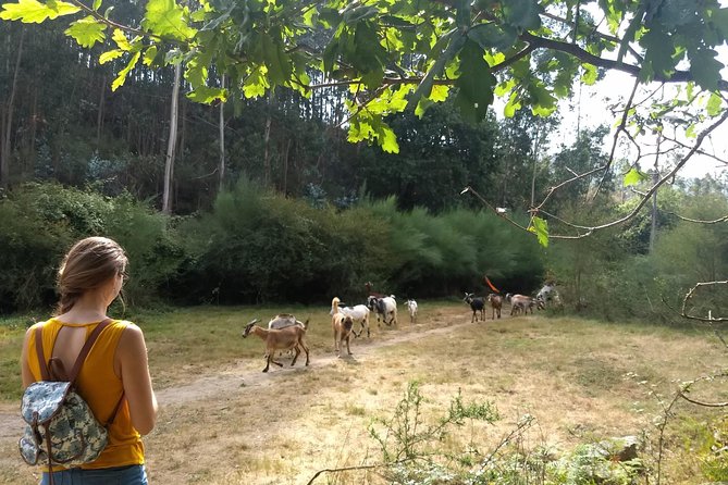 Half-day Hike & Picnic with Dog Love in Porto's Mountains - Who should book this Porto mountains dog-friendly hike