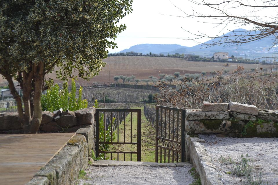 Porto: 3 Douro Valley Vineyards Tour with Lunch - Guides, Van Comfort, and the Pacing That Makes It Feel Easy