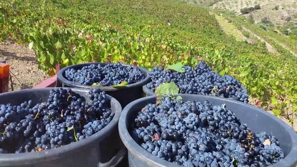 Porto: Douro Valley Tour with 2 Wineries, Lunch and Cruise - Lunch at Quinta de São Luiz: views, barrels, and a full regional meal