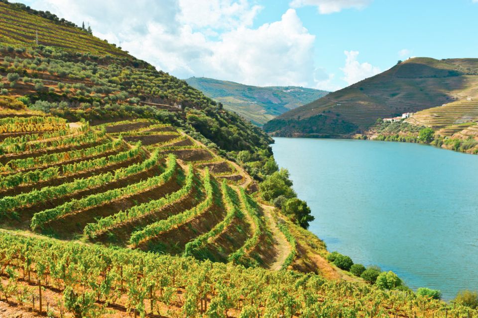 Porto: Douro Valley Tour with Wine Tasting, Cruise and Lunch - Winery stop one: learn Port production, walk the vineyards, then taste