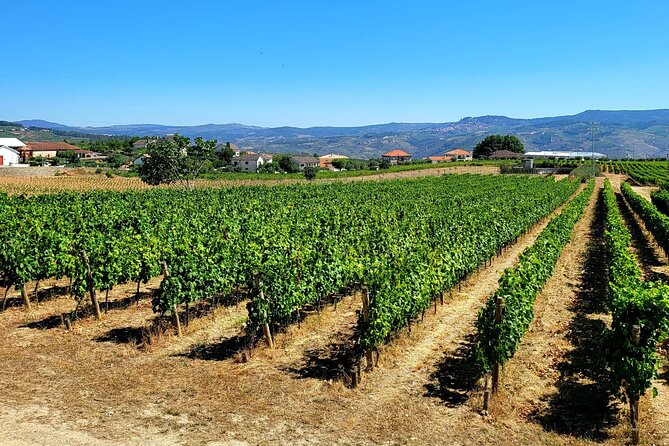 Private Douro Valley Tour (2 wineries + boat) - Your Douro Valley timeline: 10:30 am start and a relaxed 7–8 hour loop