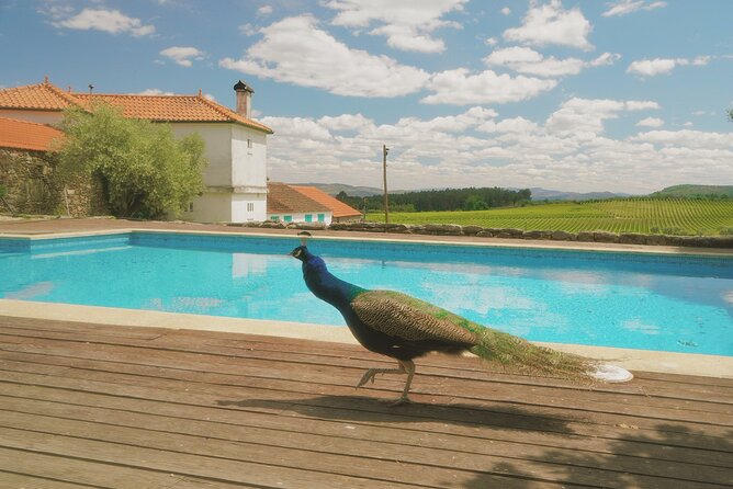 Private Douro Valley Tour with Lunch & Wines - Celeiros family winery: cellar tour and the real Douro flavor mix
