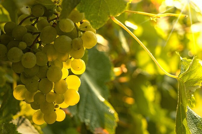 Private Vinho Verde Region Wine Tour from Porto Including Lunch - The Porto pickup and the Minho drive that sets the mood