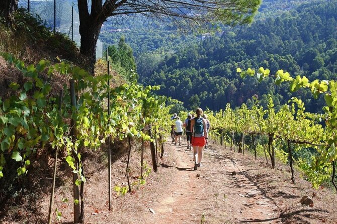Private Vinho Verde Region Wine Tour from Porto Including Lunch - Second winery at Vale de Sousa: the small-to-large contrast